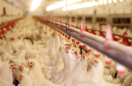 空氣源熱泵在畜牧養(yǎng)殖中的應(yīng)用