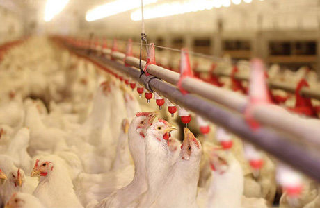雞舍供暖設(shè)備，打造舒適環(huán)境的禽畜養(yǎng)殖利器